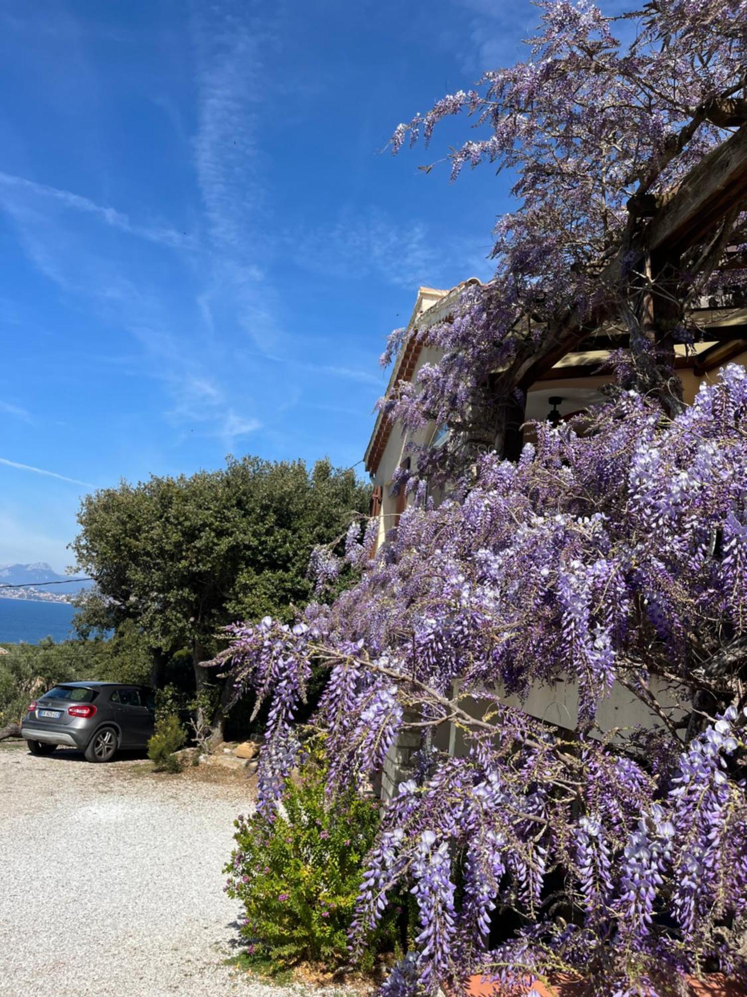 Lilause * Hyeres